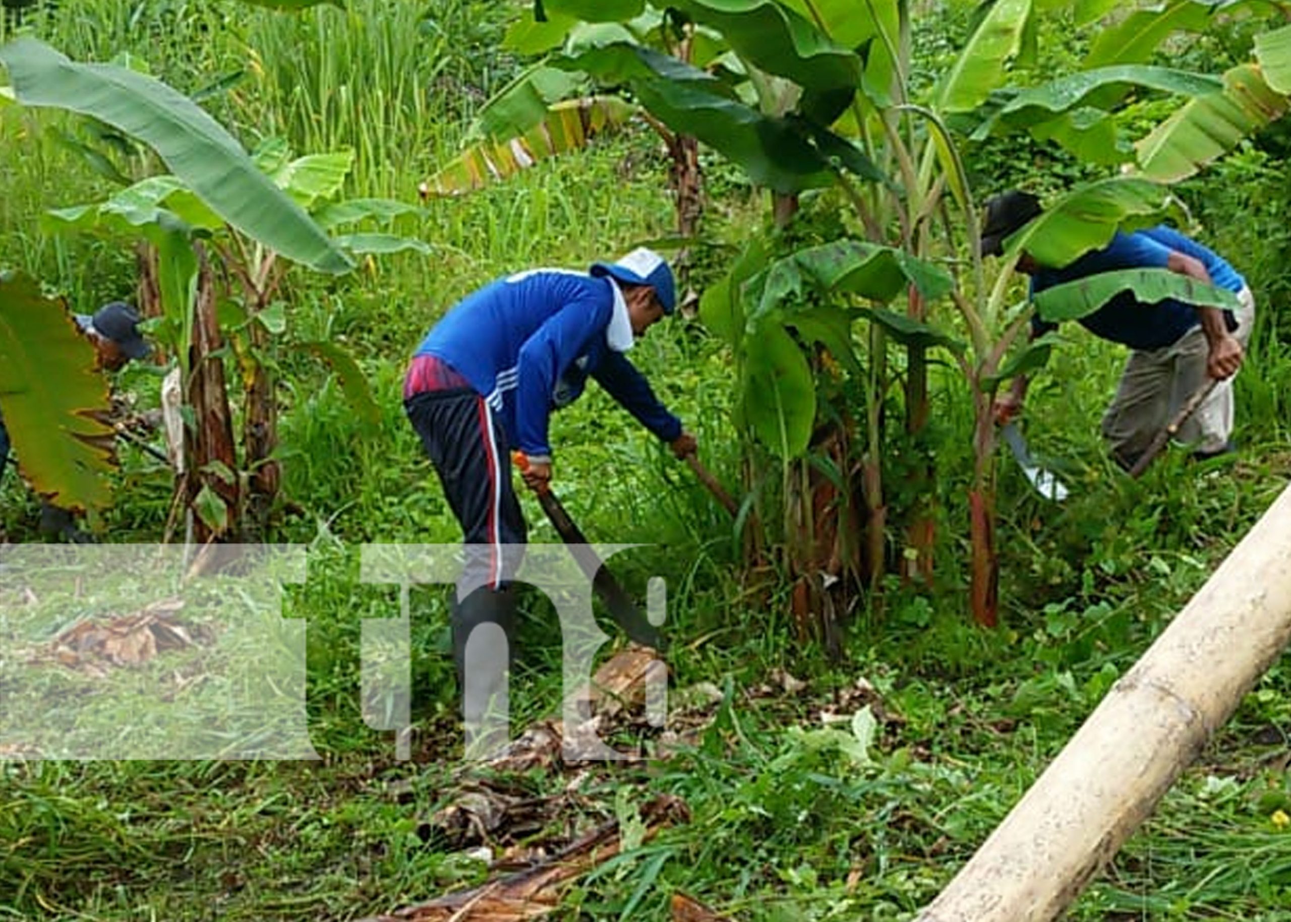 Producción cafetalera en Nicaragua generará más de US$700 millones