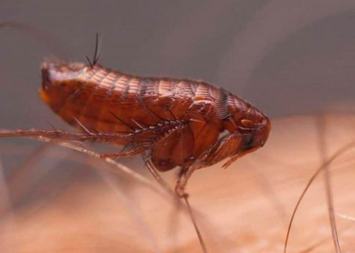 Inventan dedos robóticos absurdamente precisos que te permiten acariciar una pulga