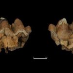 ¡Insólito! Encuentran fósiles de elefantes en Chile