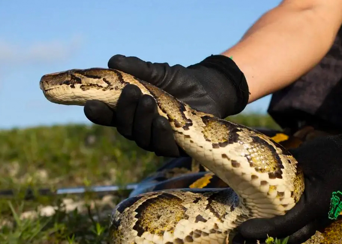 Pequeño de 5 sobrevive al ataque de pitón en Australia