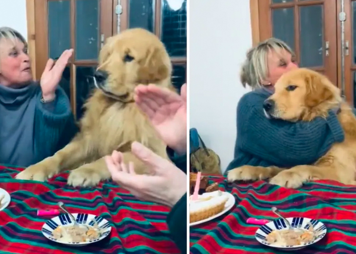 Reacción de perrito al escuchar su feliz cumpleaños
