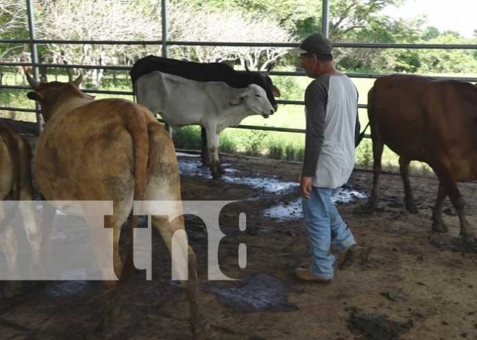 Feria bovina con el programa de inseminación artificial en Nandaime