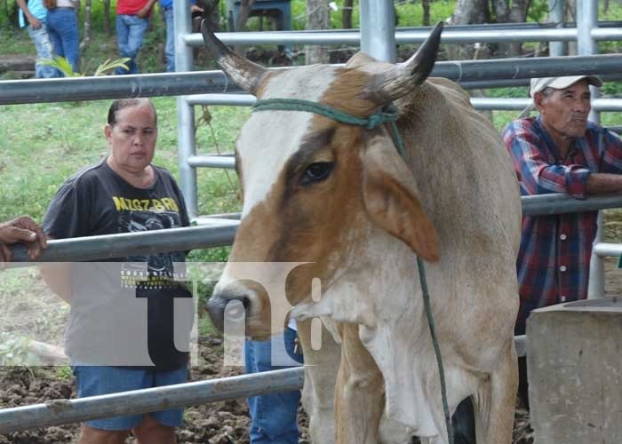 Feria bovina con el programa de inseminación artificial en Nandaime