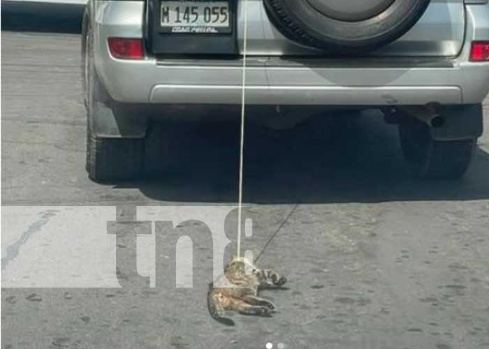Acto de crueldad animal contra un gato en Managua