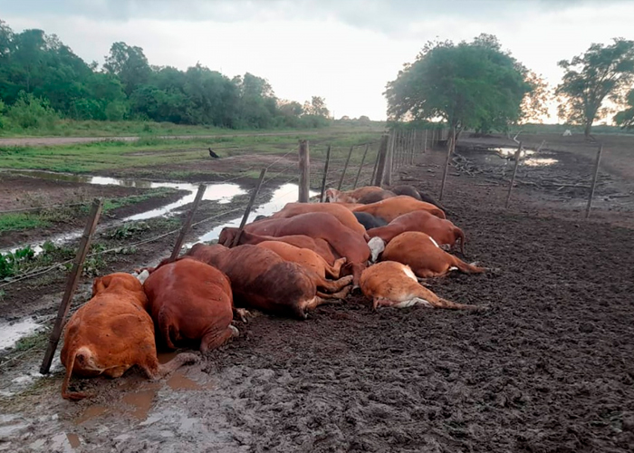 Potente rayo mata al menos 65 vacas en un corral de Argentina