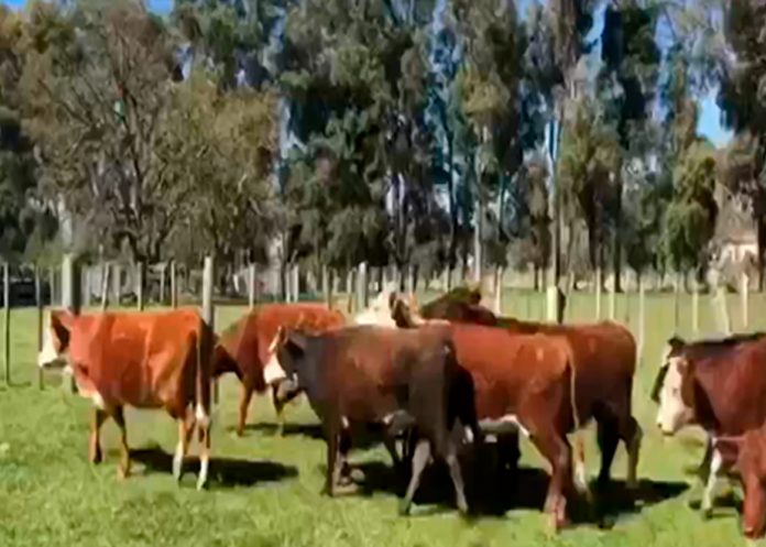 Potente rayo mata al menos 65 vacas en un corral de Argentina