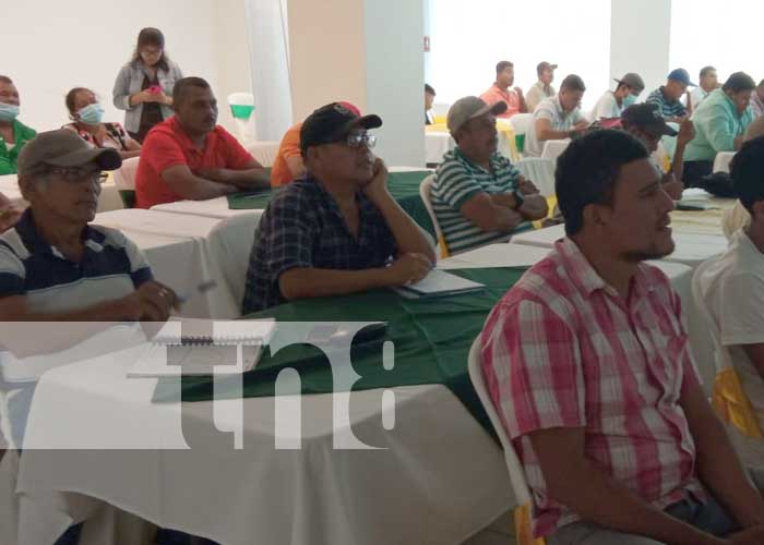 Foto: Presentan nuevas variedades de arroz con el INTA Nicaragua / TN8