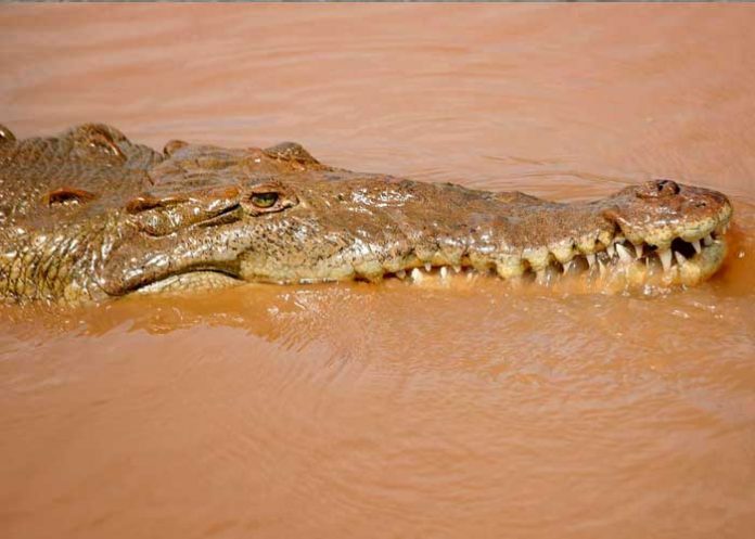 Niño nicaragüense es arrastrado por un cocodrilo en un río de Costa Rica
