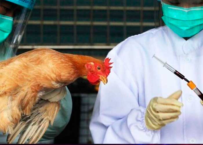 Alerta sanitaria en España tras detectar dos casos de gripe aviar en humanos