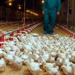 Alerta sanitaria en España tras detectar dos casos de gripe aviar en humanos