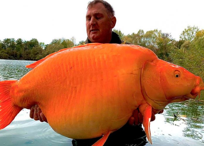 Afortunado pescador en Reino Unido atrapa el pez dorado más grande del mundo