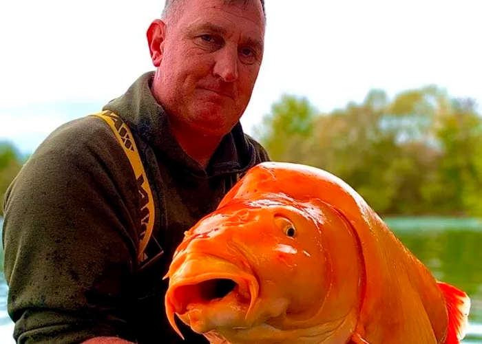 Afortunado pescador en Reino Unido atrapa el pez dorado más grande del mundo