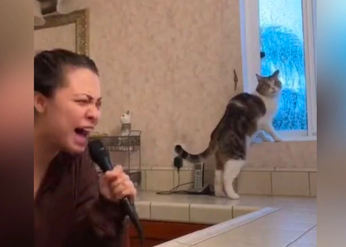 Así fue el gran susto de un gato al oír cantar a su dueña