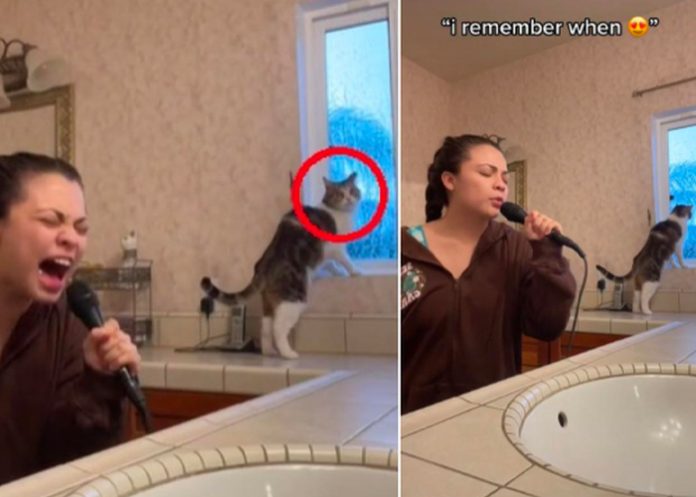 Así fue el gran susto de un gato al oír cantar a su dueña