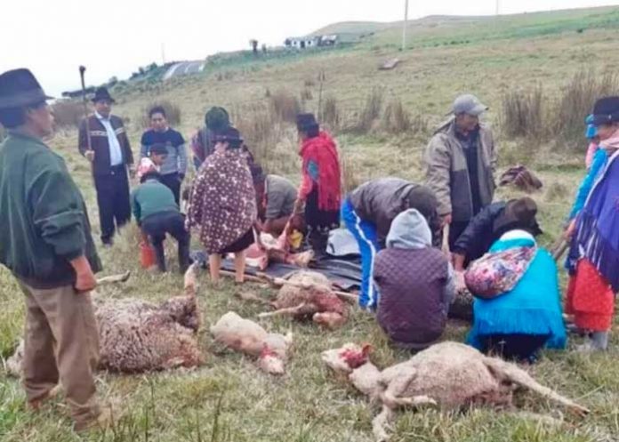 Misteriosa muerte de 24 ovejas desata temor en una comunidad de Guatemala