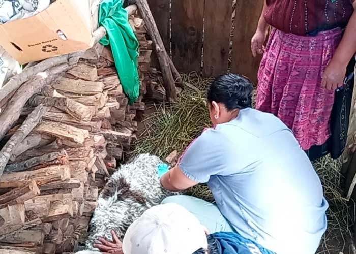 Misteriosa muerte de 24 ovejas desata temor en una comunidad de Guatemala