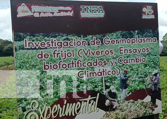 Foto: Presentación de nueva variedad de frijol con el INTA en Carazo / TN8