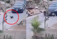 Taxista atropella a perro que estaba acostado en Perú