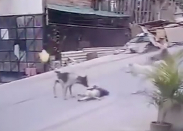 Taxista atropella a perro que estaba acostado en Perú