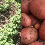 INTA realiza investigaciones en 6 nuevas variedades de papa roja y blanca
