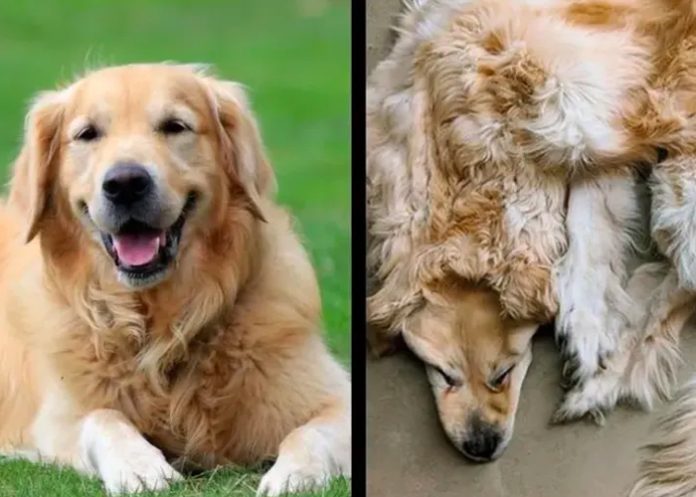 Familia convierte la piel de su perro fallecido en alfombra