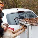 Un cazador murió por un disparo de su perro en Turquía