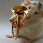 Según estudio las ratas reaccionan al ritmo de la música