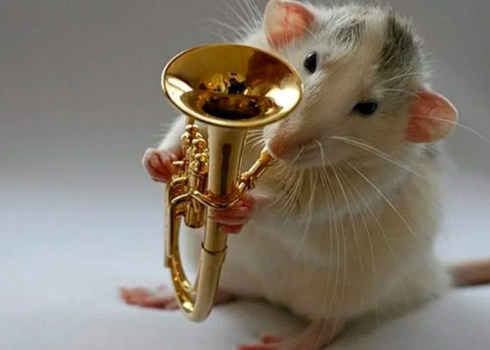 Según estudio las ratas reaccionan al ritmo de la música