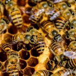 Enjambre de abejas causa pánico en Uruguay dejando 30 personas heridas