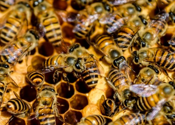 Enjambre de abejas causa pánico en Uruguay dejando 30 personas heridas