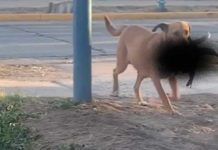 Perro causa terror al aparecer con la cabeza de una cabra