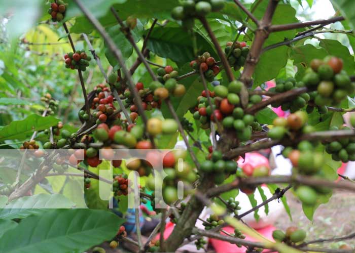 En Siuna, se levanta la cosecha de café robusta desde hace tres años