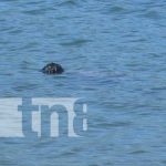 Hombre fallece por sumersión en peligrosas aguas de la laguna de Xiloá