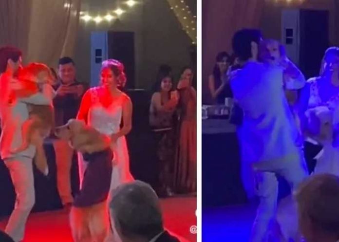 “Ternuritas”: Perritos bailan con sus dueños en su boda