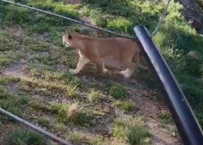 Cinco leones escapan en un zoológico australiano