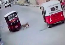 ¡Increíble!, perro "atropella" a una mototaxi y se da a la fuga