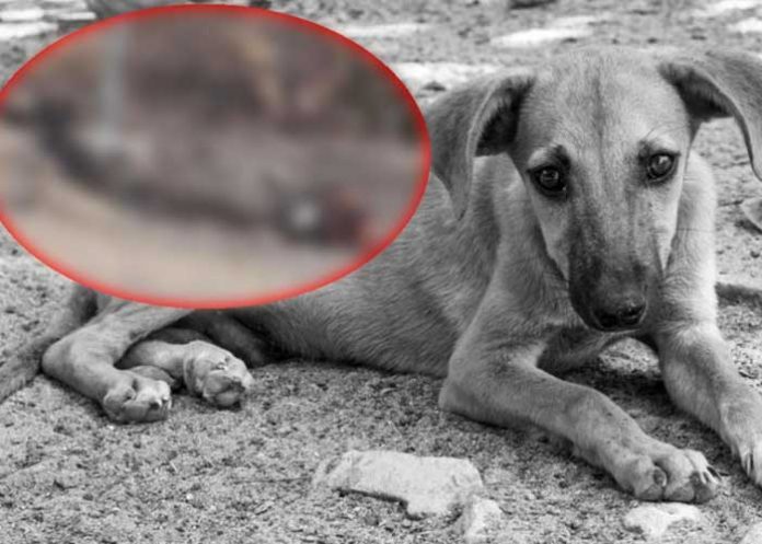 Pareja de desgraciados queman vivo a perrito mientras se “reían” en México