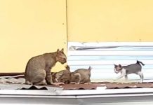 Una gata callejera llevando pescado a sus crías es la sensación viral (Video)