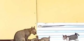 Una gata callejera llevando pescado a sus crías es la sensación viral (Video)