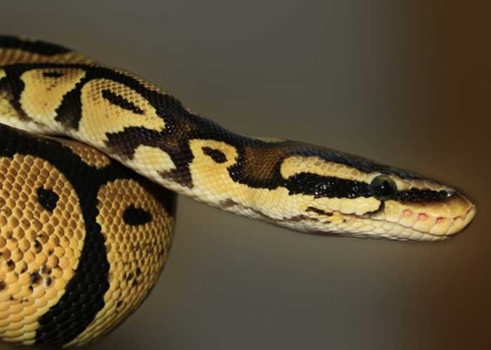 Investigación revela que las serpientes también tienen clítoris