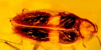 Hallan una cucaracha de unos 30 millones de años en ámbar dominicano