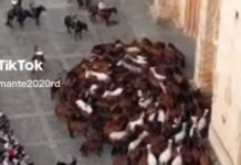 ¡Aviso del apocalipsis! Captan a caballos dando vueltas en círculos (Video)
