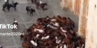 ¡Aviso del apocalipsis! Captan a caballos dando vueltas en círculos (Video)