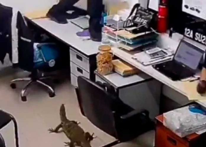 Reptil se mete a una oficina y así reaccionan los empleados (Video)