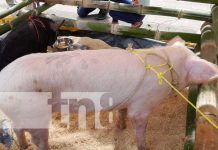 Foto: Proyectan ferias de cerdo y chompipes en municipios de Diriá y Diriomo / TN8