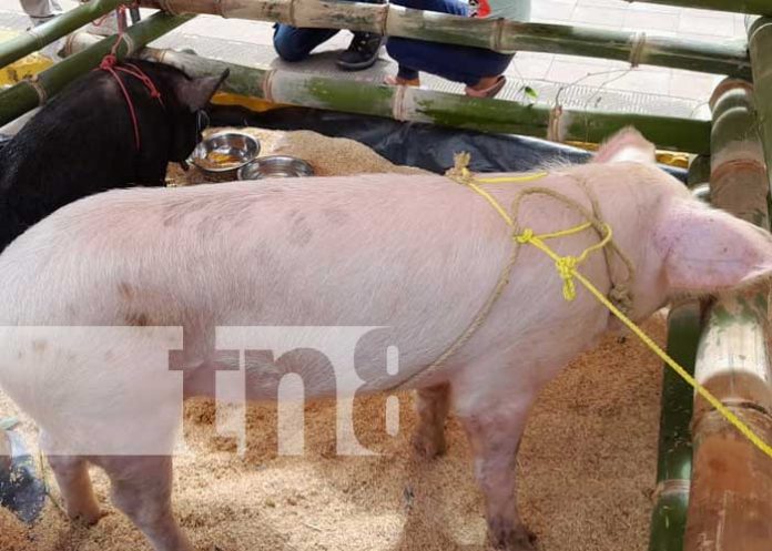 Foto: Proyectan ferias de cerdo y chompipes en municipios de Diriá y Diriomo / TN8