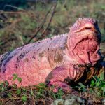 Hallan crías de iguana rosada que se creían extintas