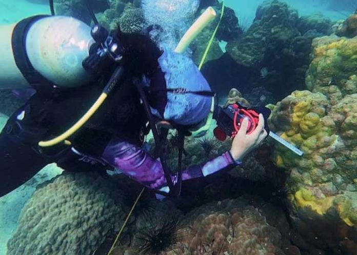 Rara enfermedad está matando a los corales en Tailandia