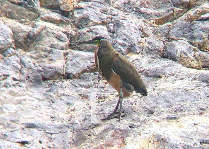En Cañón de Somoto logran identificar 40 especies de aves