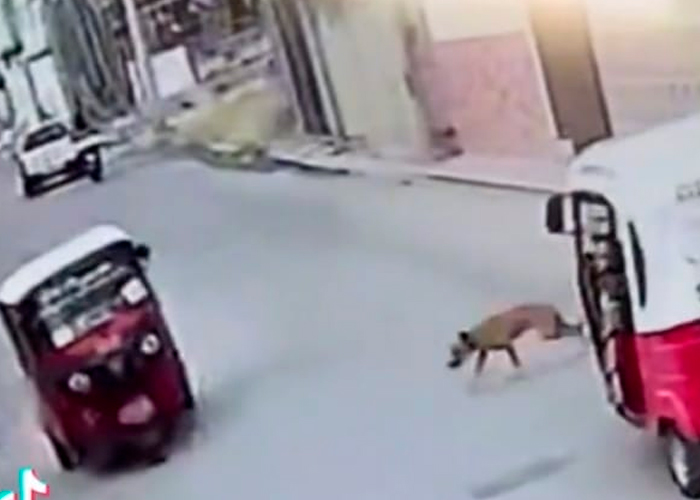 ¡Increíble!, perro "atropella" a una mototaxi y se da a la fuga